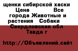 щенки сибирской хаски  › Цена ­ 10 000 - Все города Животные и растения » Собаки   . Свердловская обл.,Тавда г.